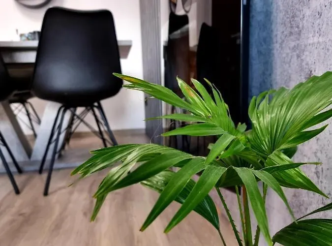 Jelonek W Karkonoszach