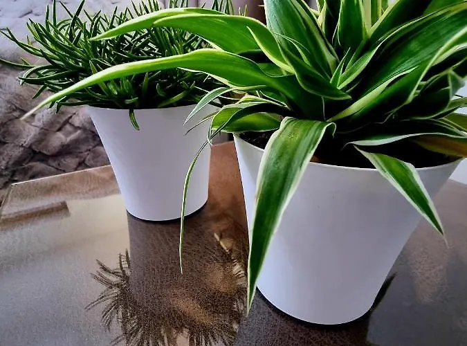 Jelonek W Karkonoszach Apartamento *